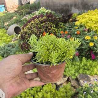 京喜 黄金佛甲草 耐寒耐旱绿化植物 1盆