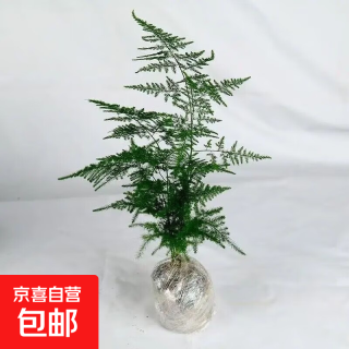 文竹 盆栽 室内桌面绿植 15-20厘米 一盆