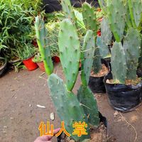  自然萃 仙人掌盆栽