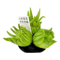 京东鲜花佛手柑250-300g+盆+贺卡套装鲜观赏清新怡神福气产地仓直发