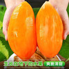  北森南屿 脆甜爽口 雪莲果 雪莲果3斤大果（单果约200g+）