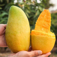 精选青皮金煌芒果大芒果4.5斤 【单果600g+】特大果