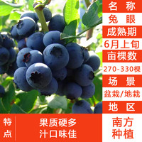  yumanyuan/誉满园 带叶带土 蓝莓苗