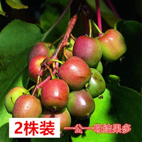  花幽谷 当年结果 软枣猕猴桃树苗