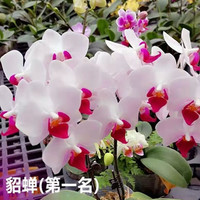  森越 四季好养 蝴蝶兰花苗