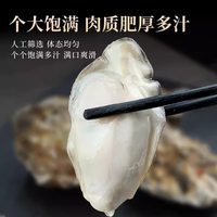 乳山牡蛎 鲜活