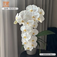 88VIP：虹越 四季开 蝴蝶兰花盆栽
