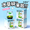  小花农 小清新种植 水培植物+小鱼+蜗牛