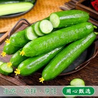 蔬洒 山东省 水果黄瓜 1斤