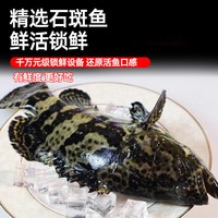  缤鲜 野生 石斑鱼