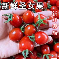 福月安 现摘小番茄新鲜圣女果酸甜生吃水果当季蔬菜柿子千禧蔬菜自然熟