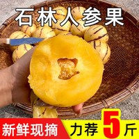 福月安 云南当季石林人参果新鲜现摘黄肉水果人生果圆果娃娃果七彩清甜果