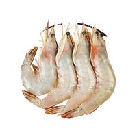  流连湾 野生 海虾