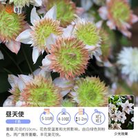 88VIP：虹越 铁线莲苗 昼天使 P9 带盆栽好