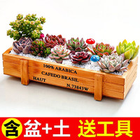 简诗 多肉植物+长木盆