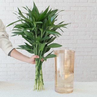 京喜 鲜花富贵竹5枝