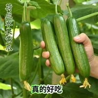 京喜自营-专用品牌 加 清爽脆嫩 荷兰黄瓜4.5斤