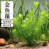  MOYi/墨一 净水好养 金鱼藻