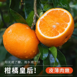 粤迎 广西武鸣沃柑 5斤精选果 单果60mm+