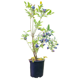 海蒂的花园 阳台庭院地栽 蓝莓树果苗