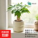 发财树盆栽 单杆发财树+米色布袋树脂吸水盆