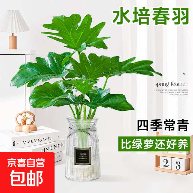春羽盆栽水培植物客厅办公室内桌面好养小绿植水养春雨吸甲醛植物 春羽15-20cm+营养液