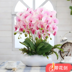 种花迷 蝴蝶兰盆栽室内花卉蝴蝶兰花苗带花剑蝴蝶兰大苗当年开花桌面绿植 淡紫色原土育苗袋发货+肥料