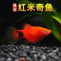 墨雪卿 MUOXUEQN 米奇胎生鱼直接生小鱼新手红色小鱼皮球鱼玛丽球孔雀好养生崽狂魔