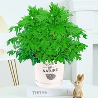 翠晶恋人 驱蚊 艾草盆栽
