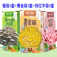 菌丰 家庭种植 蘑菇菌包 蘑菇礼盒