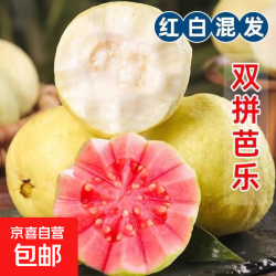 京喜加 福建红白心双拼奶油草莓芭乐 1.35kg