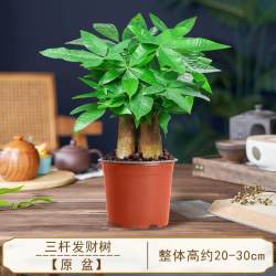 雅炫 发财树盆栽室内植物招财客厅办公室桌面绿植四季好养活开业送礼新