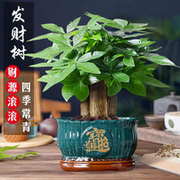 雅炫 四季好养活 发财树盆栽