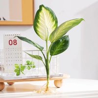 花叶春 玛丽安 观叶植物 30-40cm高 盆栽