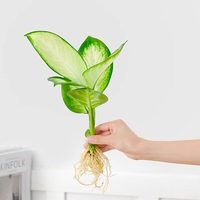 婉芳 玛丽安粉黛万年青盆栽 30厘米 颜色分类：玛丽安大苗1棵