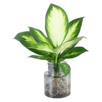 花叶春 净化空气 水培植物