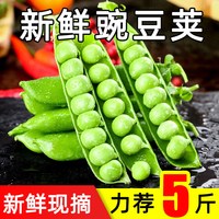福月安 新鲜现摘 青豌豆角