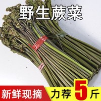 福月安 野生新鲜现摘蕨菜龙爪菜拳头菜山野菜当季蔬菜整箱现货甜蕨菜5