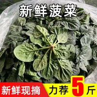 福月安 河南菠菜 500g