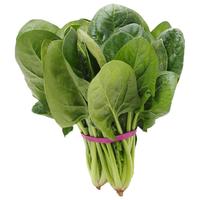 福月安 新鲜现摘 菠菜