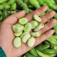 福月安 新鲜现摘 蚕豆