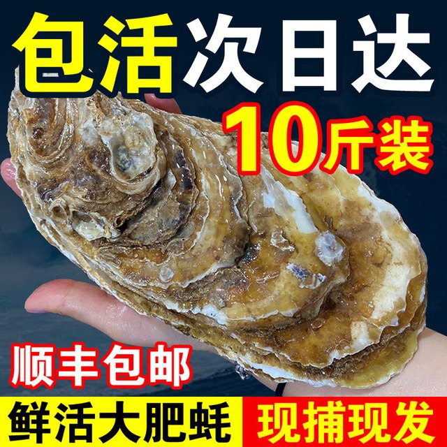 仙献鲜 乳山生蚝鲜活牡蛎 L(70g-90g) 10斤