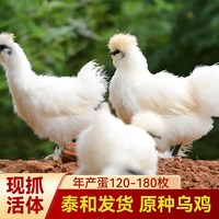 泰和乌鸡 正宗泰和乌鸡原种乌骨鸡五谷林下散养整只活乌鸡生鲜白凤乌鸡活体