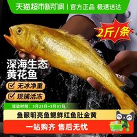 卖鱼郎先生 山东青岛 冷冻大黄鱼 200-350g/只 1kg