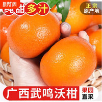 壮味优 新鲜 沃柑