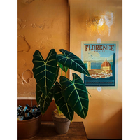 绿天鹅绒海芋盆栽