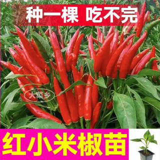 大菜乡 特辣 红小米辣苗 6棵+1包肥