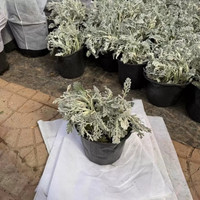 花友 银叶菊