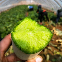 鲜姿 清脆 水果萝卜 5斤
