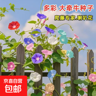 混色大牵牛花种子 一包约20粒